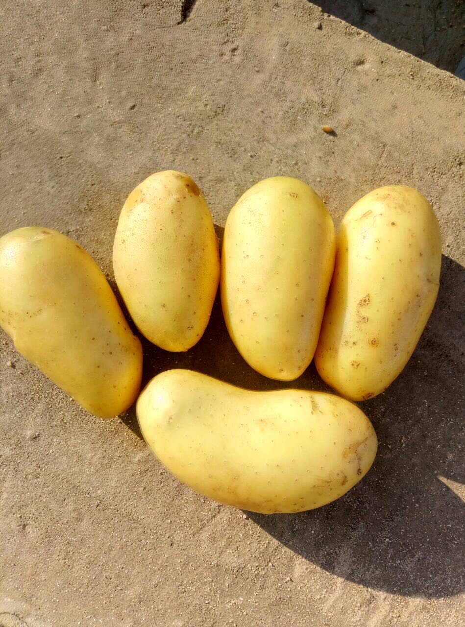 Сорт картофеля Королева Марго