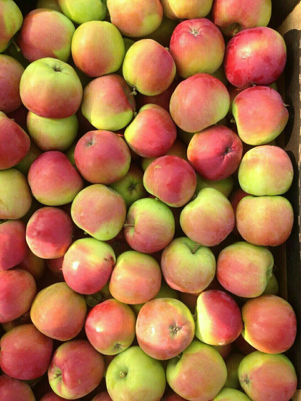 Купить яблоки от производителя. Лиголь яблоки сорт. Яблоко Калибр 65+. Айдаред. Яблоки Лигол 1кг.