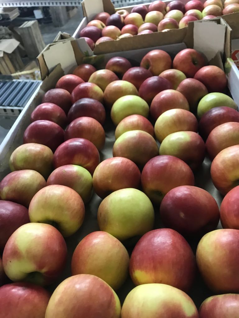 Яблоки оптом от производителя. Сорт яблок Калибр. Яблоки опт. Продаются яблоки. Яблоки краснодарские.