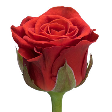Купить розы поштучно в москве. Сорт роз Eltoro букет.