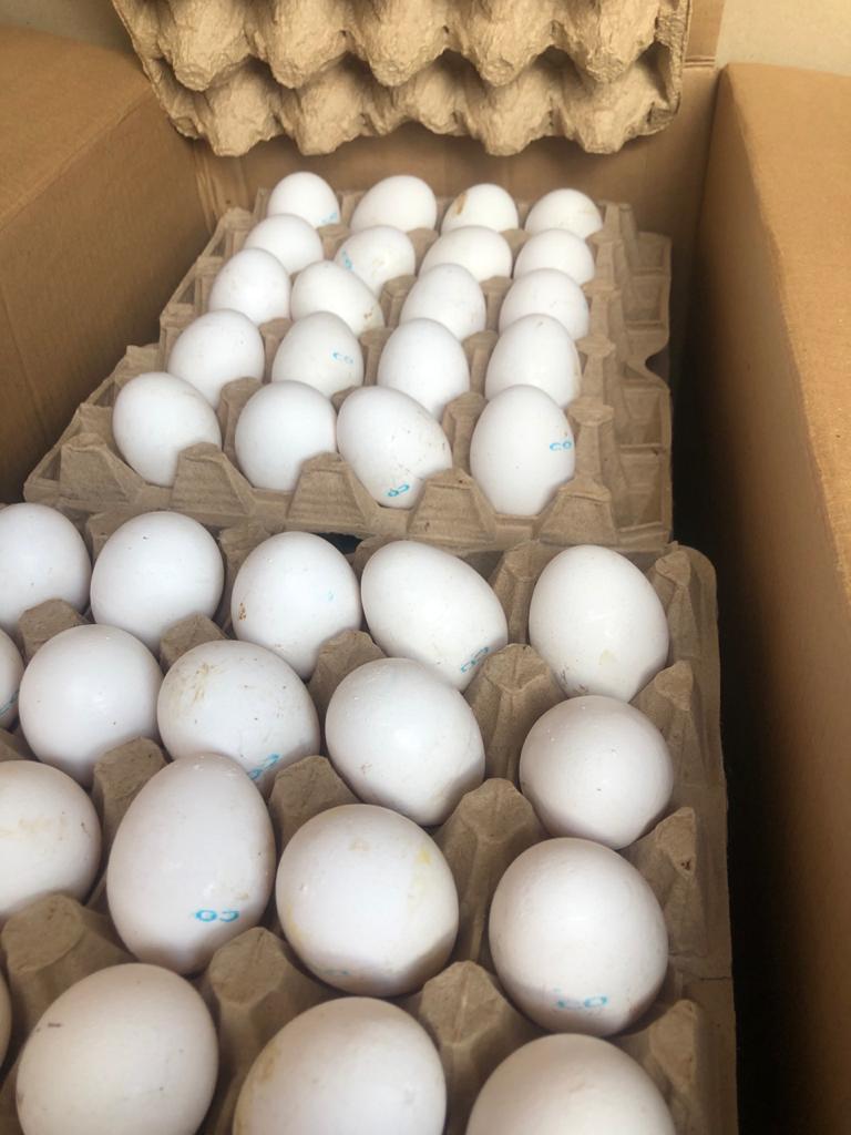 За сколько продать яйцо. Гусиные яйца. Американские куриные яйца. Продаются яйца. Упаковка для страусиного яйца.